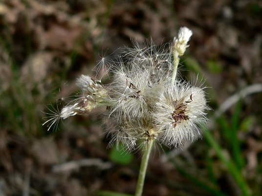 {Antennaria plantaginifolia}